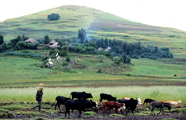 Ziema uprawna w Etiopii