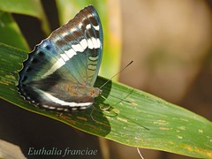 Nymphalidae, Thailand