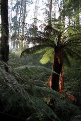 Forest, Bush or Woodlands - Australia