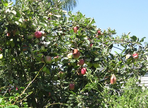 Dwarf Anna Apple tree