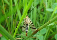 Neuroptera (net-winged)
