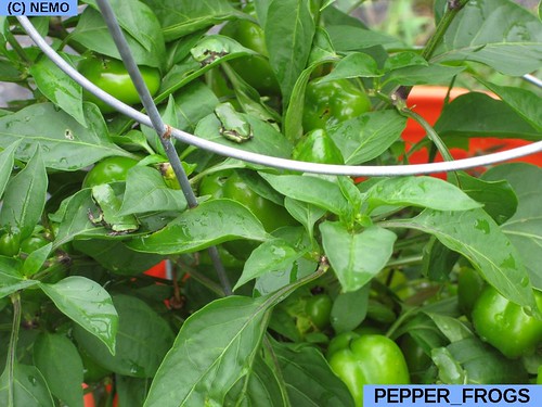 TREE FROGS ON THE PEPPERS
