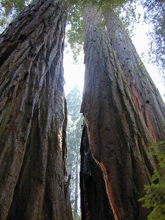 Sequoia Groves