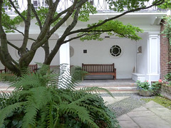 Gardens - Acer tree