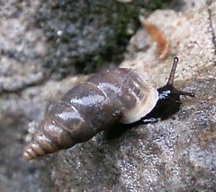 Chondrinidae