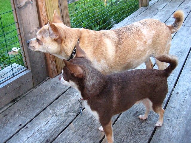 Bruno and Jasper
