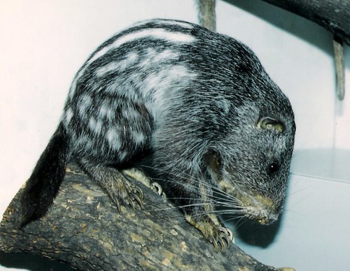 Pacarana  wonderful animal  rare in museums,very rare in zoos
