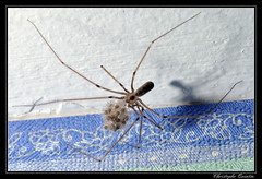 Araneae/Pholcidae