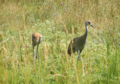 2010 July Bird Sanctuary