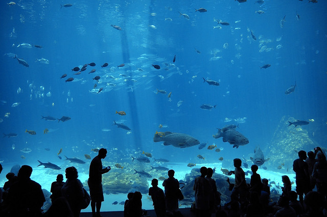 Georgia Aquarium No. 200