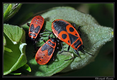 Heteroptera/Pyrrhocoridae