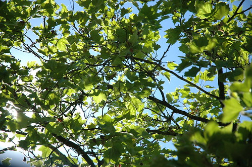 Sun through green leaves, blue sky, summer, Wallingford, Seattle, Washington, USA by Wonderlane