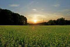 Field (agriculture)