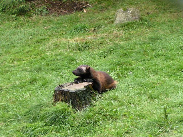 Posing wolverine cub, by Flickr user Kakakrokodil.