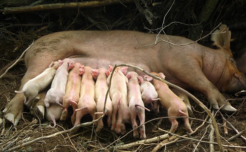 11 nursing Tamworth piglets