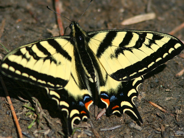 Tiger Swallowtail 20100617