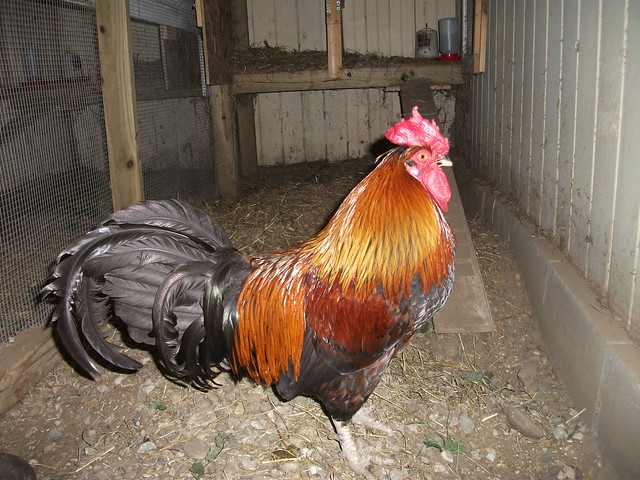 One of the boys Lorraine Warren's roosters Check out the new website