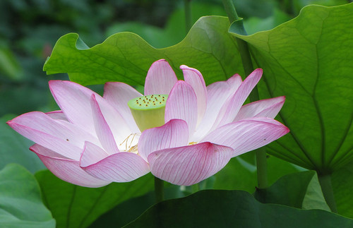 lotus flower picture