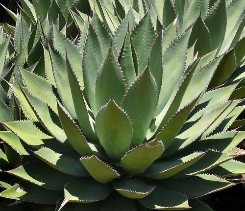 Agave shawii #1 by J.G. in S.F.