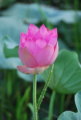 荷塘 Lotus Pond