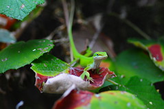Backyard Frogs & Lizards
