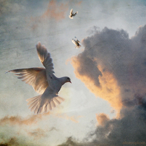 peace dove by AlicePopkorn