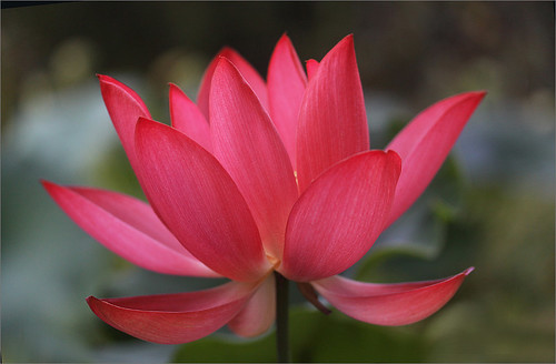 Red Lotus petals