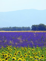 Provence lavandes