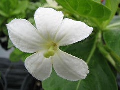 Campanulaceae (Bellflower family)