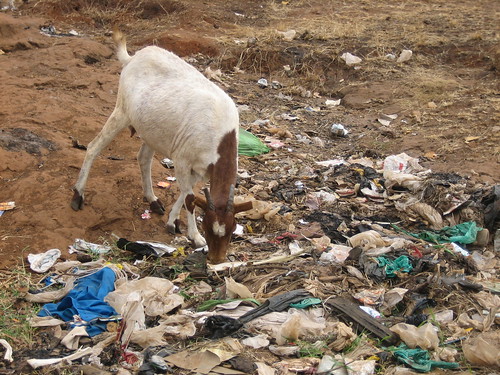 Goat in Kibera