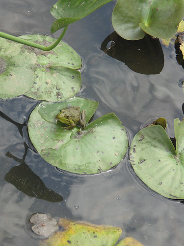 Little frog on lily pad