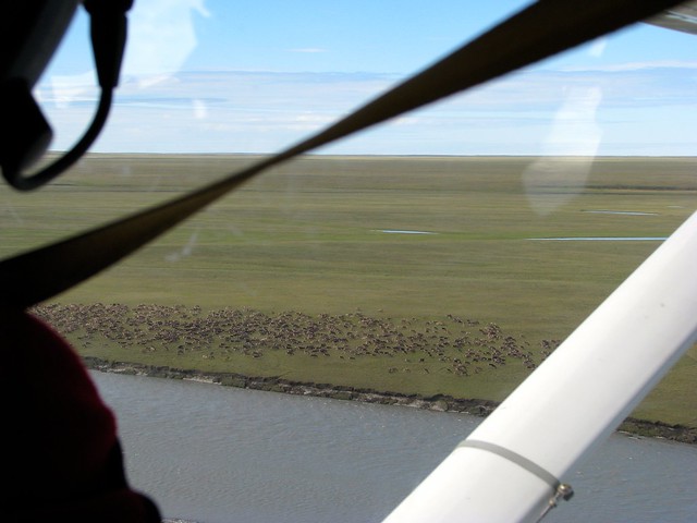 Caribou Herd From Above