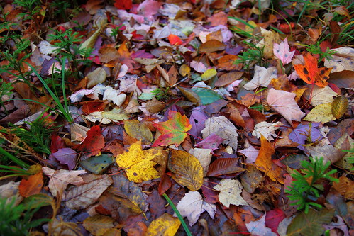Autumn Leaf collage