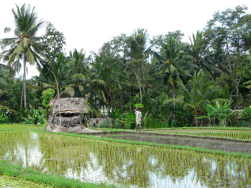 Rice in Ubud (Bali)