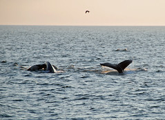 Boston Whale Watch 2008