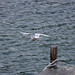 Norwegian Gulls & Arctic Terns (48)