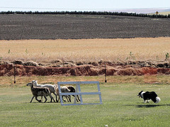 Sheep Herding Field Trials
