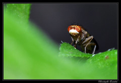 Diptera/Opomyzidae