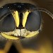 Ectemnius digger wasp