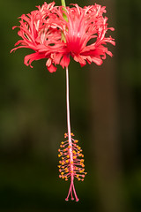Flora: Flowers - Hibiscus