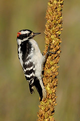 Downy Woodpecker DSC_0188 by Mully410 * Images