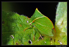 Homoptera/Membracidae