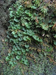 Hymenophyllaceae (Filmy fern family)