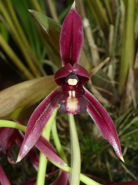 07 Cymbidium angustifolium - Orchid De Villa Kota Kinabalu 2007-03-24 01