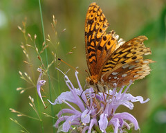 Fritillary DSC_5918 by Mully410 * Images