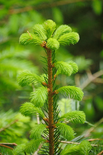Norway Spruce tree shoots