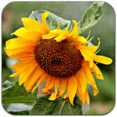 A Garden of Sunflowers