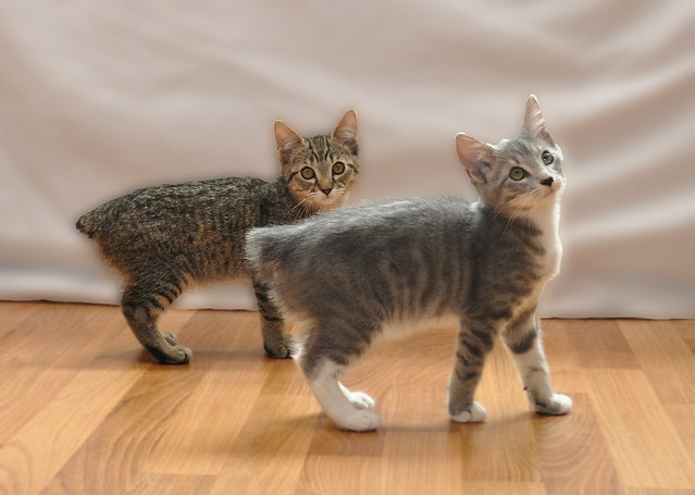37 Manx Cats That Prove You Don't Need A Tail To Be Happy