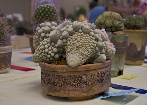 2010 Intercity Show by Cactus and Succulent Society of America