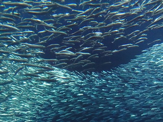 Sardines at the Monterey Bay Aquarium